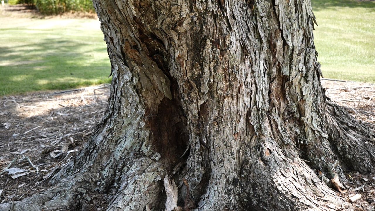 Get It Growing: Time to assess trees before hurricanes hit